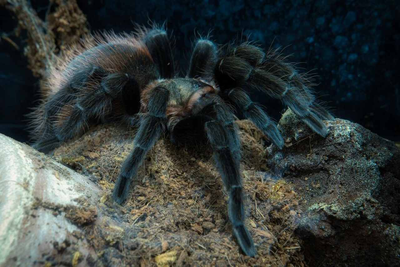 Энтомолог рассказал, опасен ли тарантул, бегающий по Воронежу