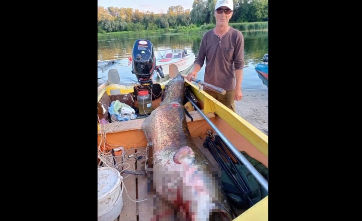 Невероятно огромную рыбину выловил рыбак в Воронежской области