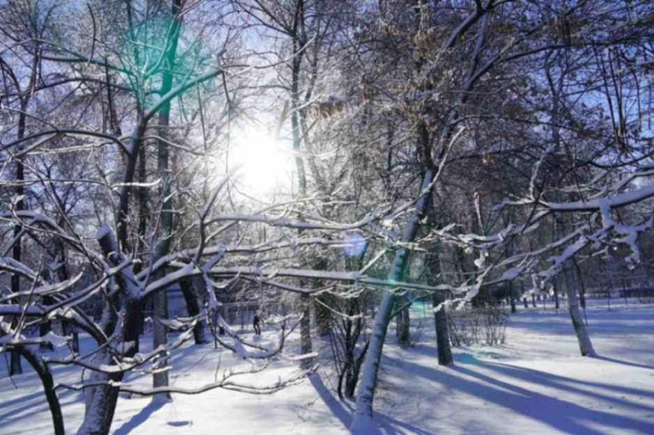 Мороз -16 градусов ударит после Нового года в Воронежской области