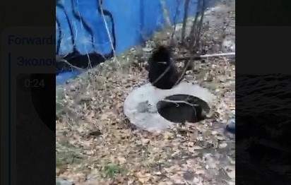 В Воронеже спасли провалившегося в бетонный колодец бобра