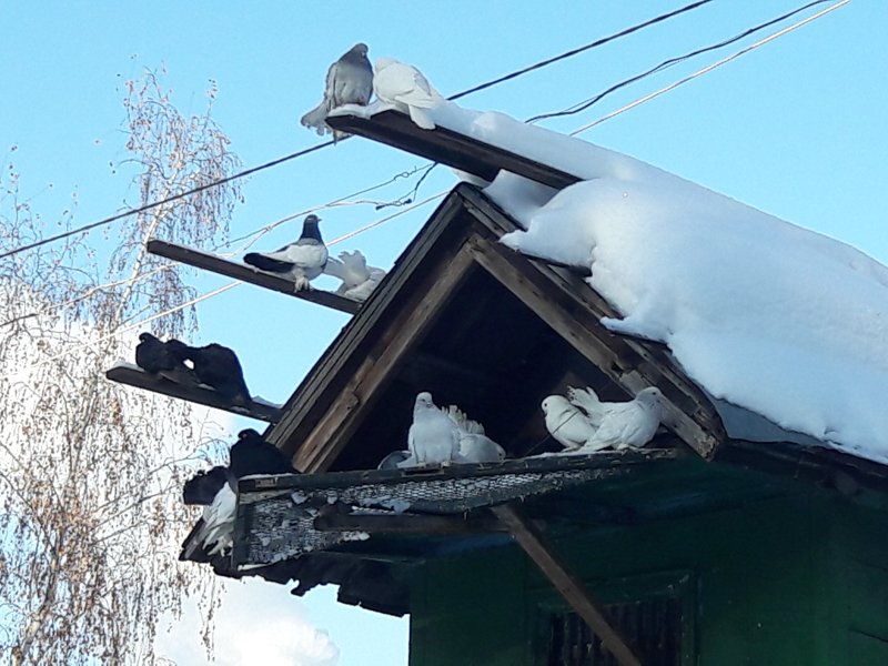 До +1 градуса потеплеет в Воронежской области