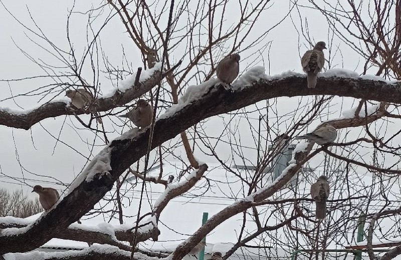 Погода в воронежской на синоптике