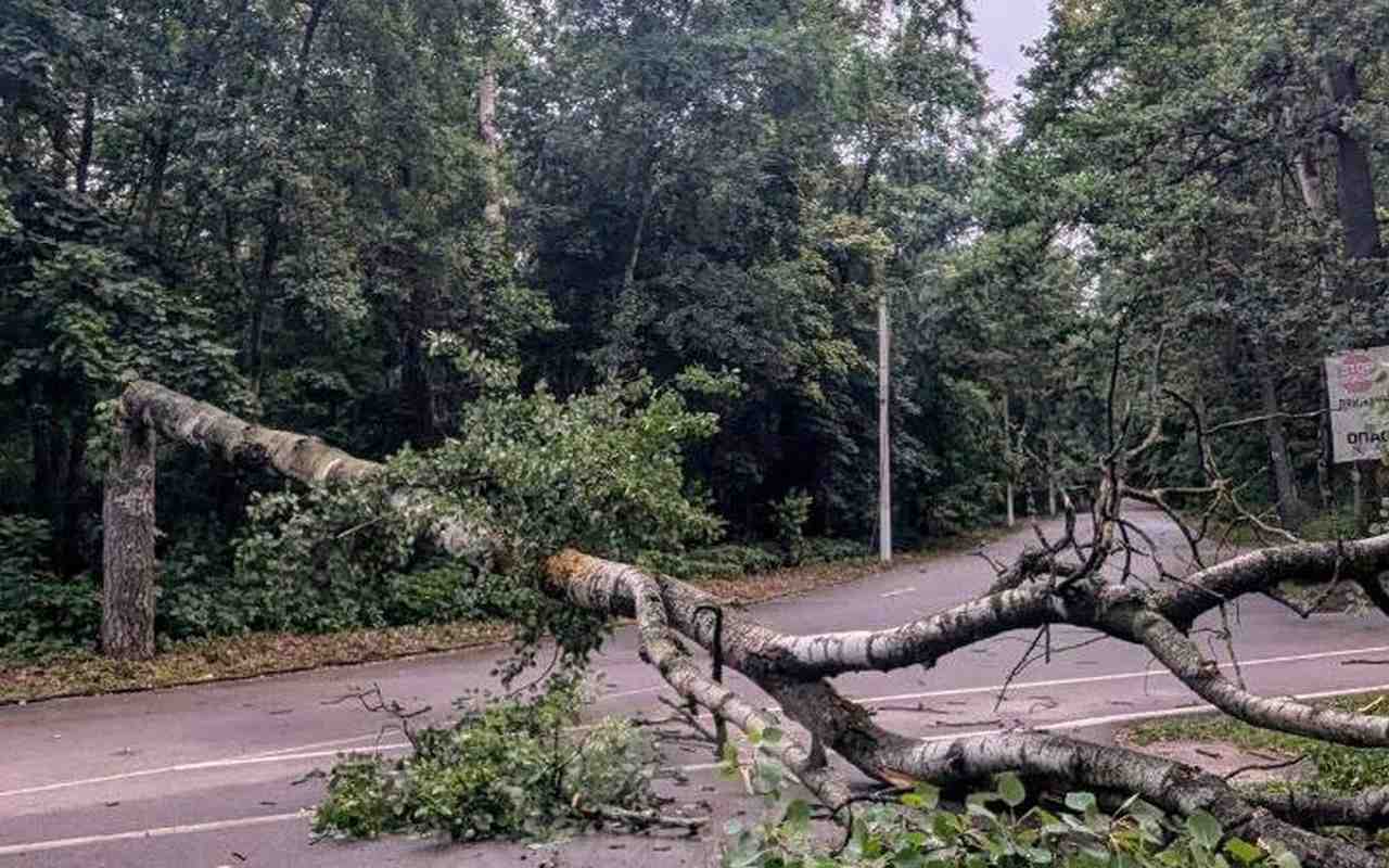 В непогоду не меньше 27 деревьев рухнули в Воронеже