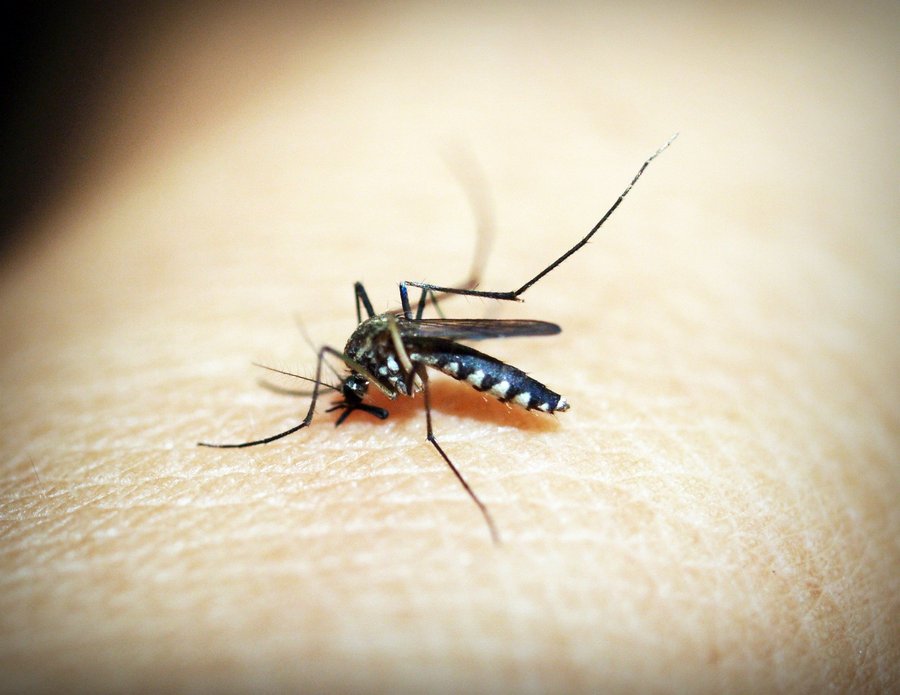 Подвальные комары атаковали жильцов воронежской многоэтажки