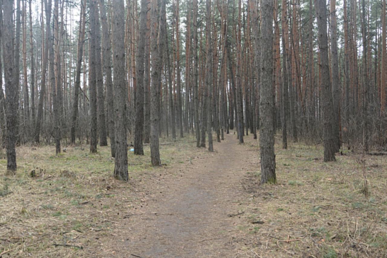 В Придонском микрорайоне Воронежа появится обустроенный парк