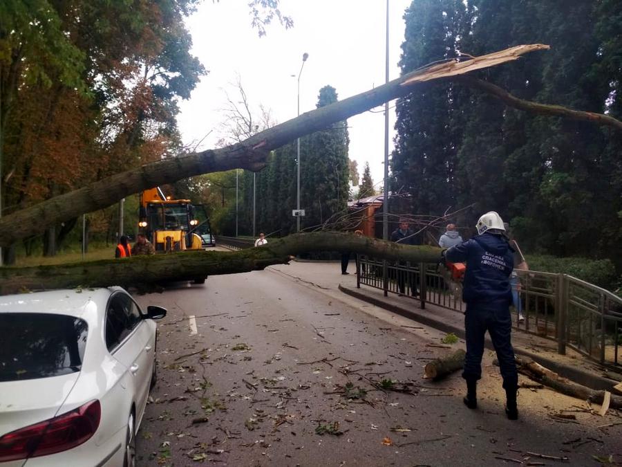 Упавшее на автомобиль дерево убрали в Воронеже