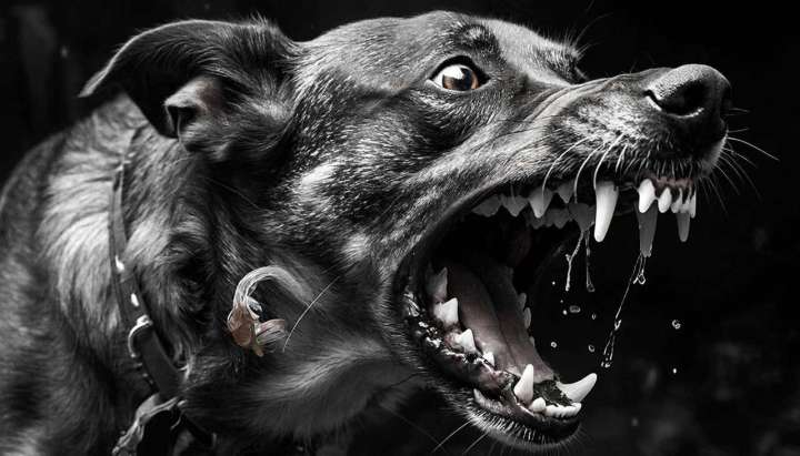 Карантин по бешенству животных введён в селе Васильевка Воронежской области