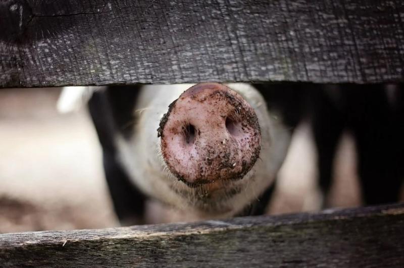 В двух районах Воронежской области введён карантин по африканской чуме свиней