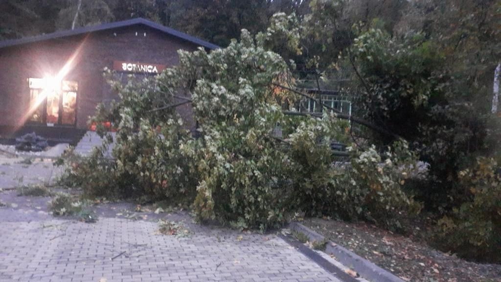 Сильный ветер повалил дерево в Центральном парке Воронежа