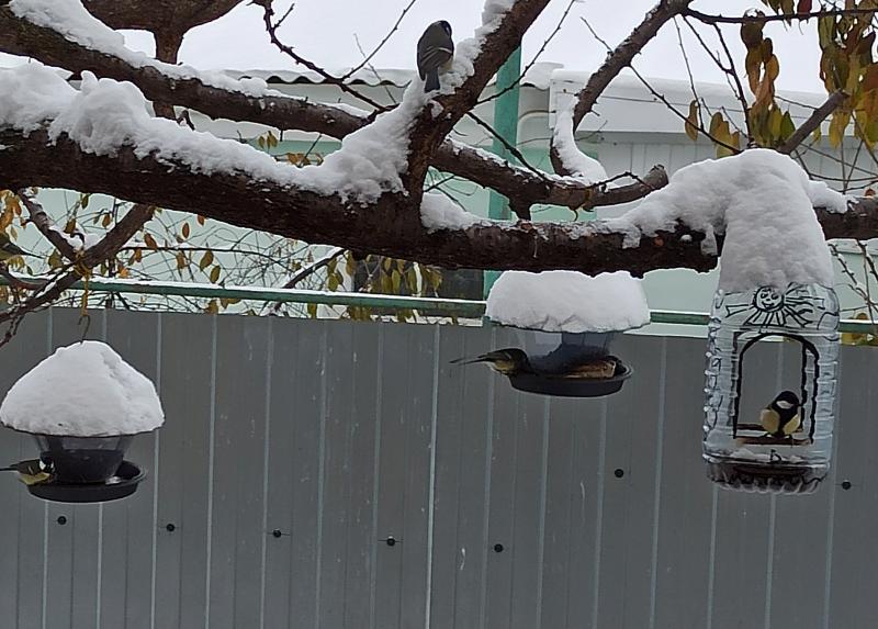 Птичник на воронежском подоконнике: с наступлением зимы подумайте о тех, кому голодно и холодно