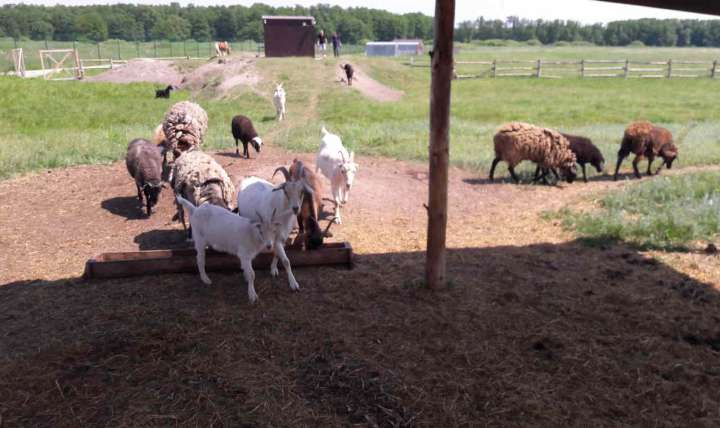 Карантин по бешенству животных отменён в воронежском посёлке