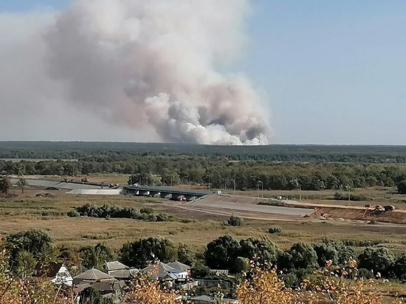 Крупный пожар на 125 гектарах леса в Воронежской области окончательно потушили