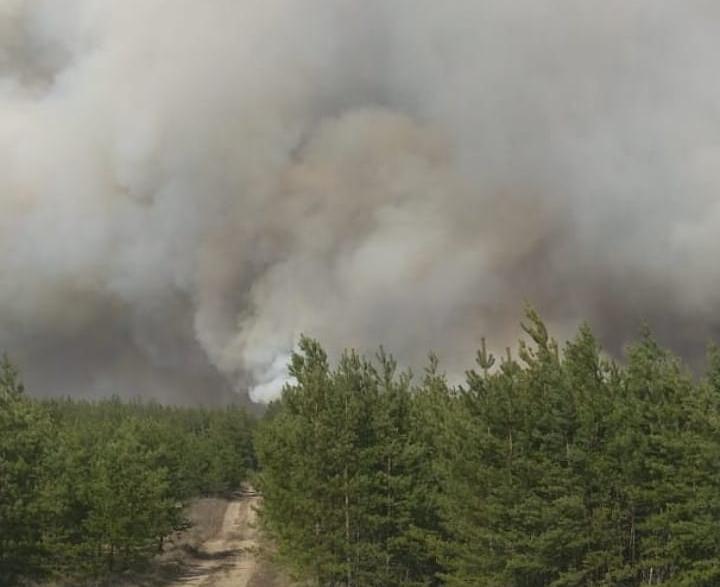 В воронежском Хоперском заповеднике из-за поджога выгорело 400 га леса (ВИДЕО)