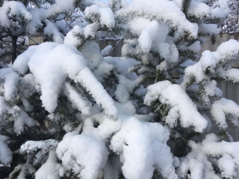 Воронежцы делятся в соцсетях красотой мартовского снегопада (ФОТО)
