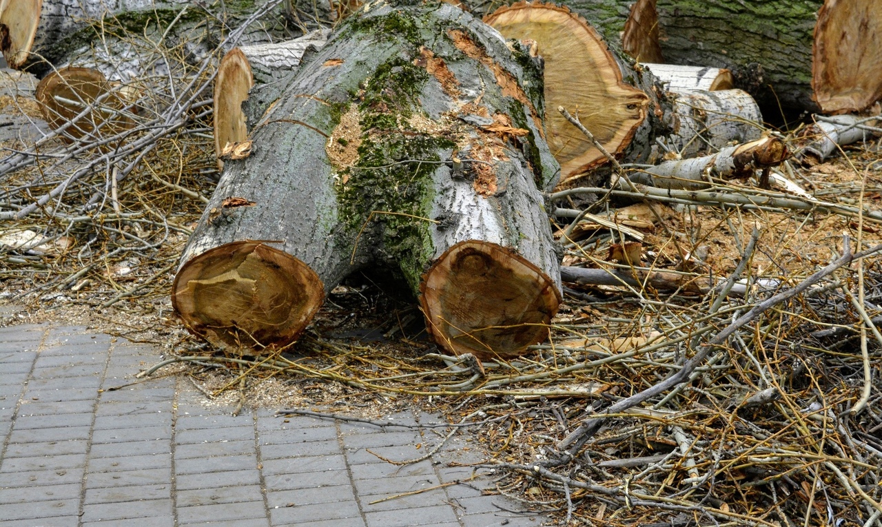 В Центральном районе Воронежа вырубают аварийные деревья, а взамен высаживают молодые саженцы