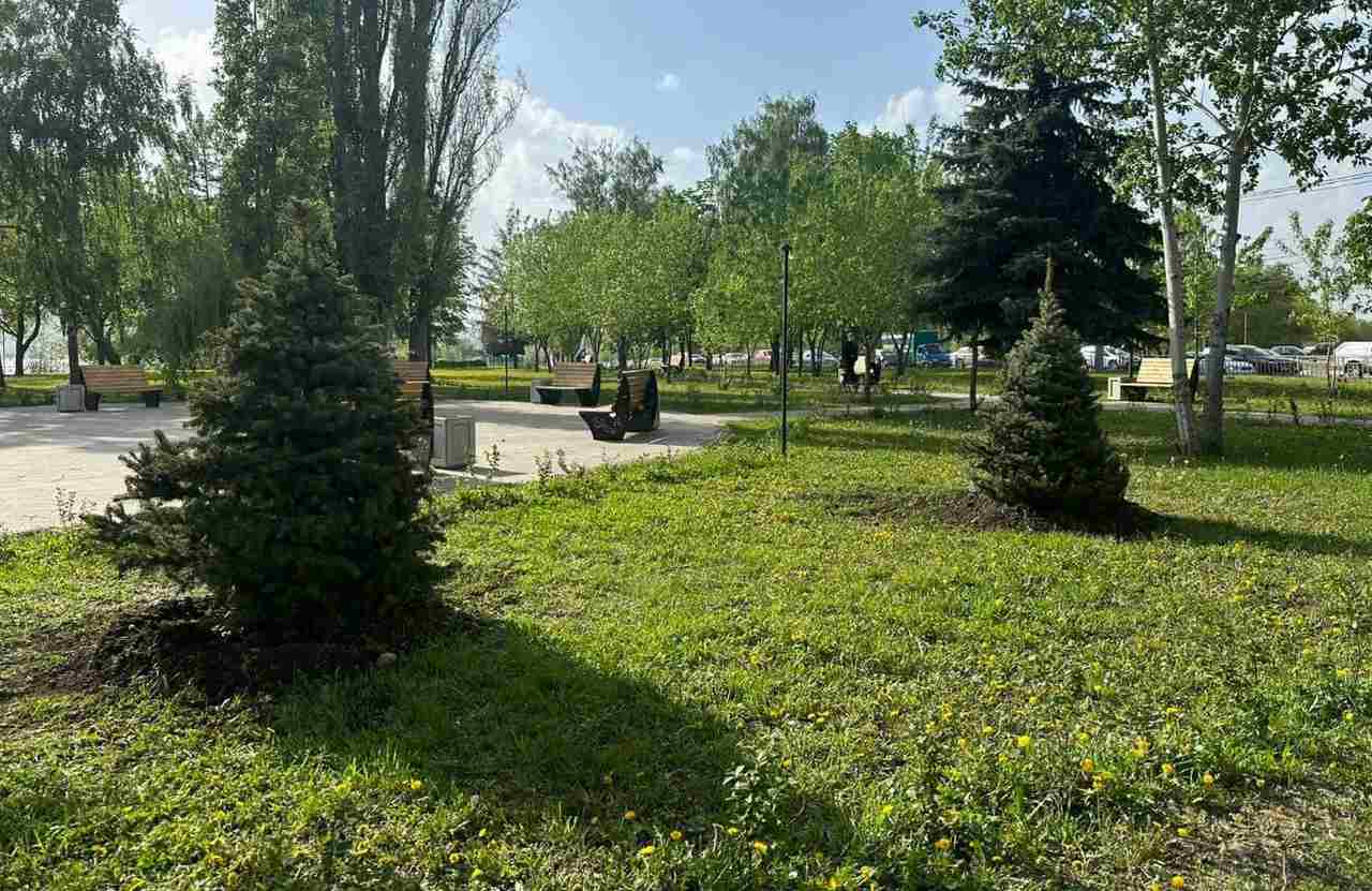 Высадили 17 елей, лип и берёз в Левобережном районе Воронежа