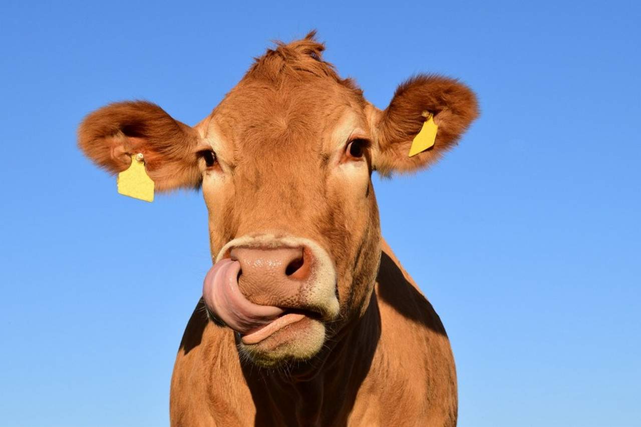 Более 385 тыс. тонн молока с начала года произвели воронежские сельхозпредприятия