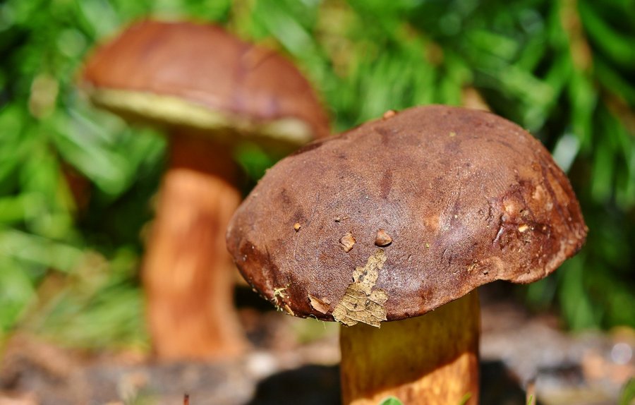 4 человека отравились грибами в Воронежской области