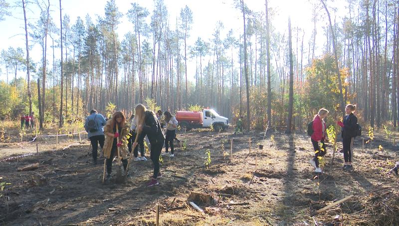 Северный лес в Воронеже восстановят сообща