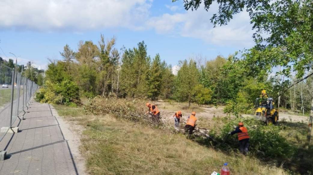 Экологи выдали разрешение на вырубку 268 деревьев на Петровской набережной в Воронеже