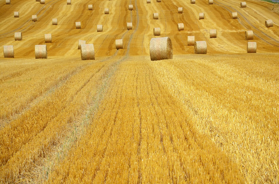 Воронежский агроном организовал хищение 400 тонн зерна на 5 млн рублей