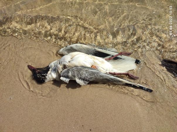 Мёртвых птиц обнаружили на берегу Воронежского водохранилища