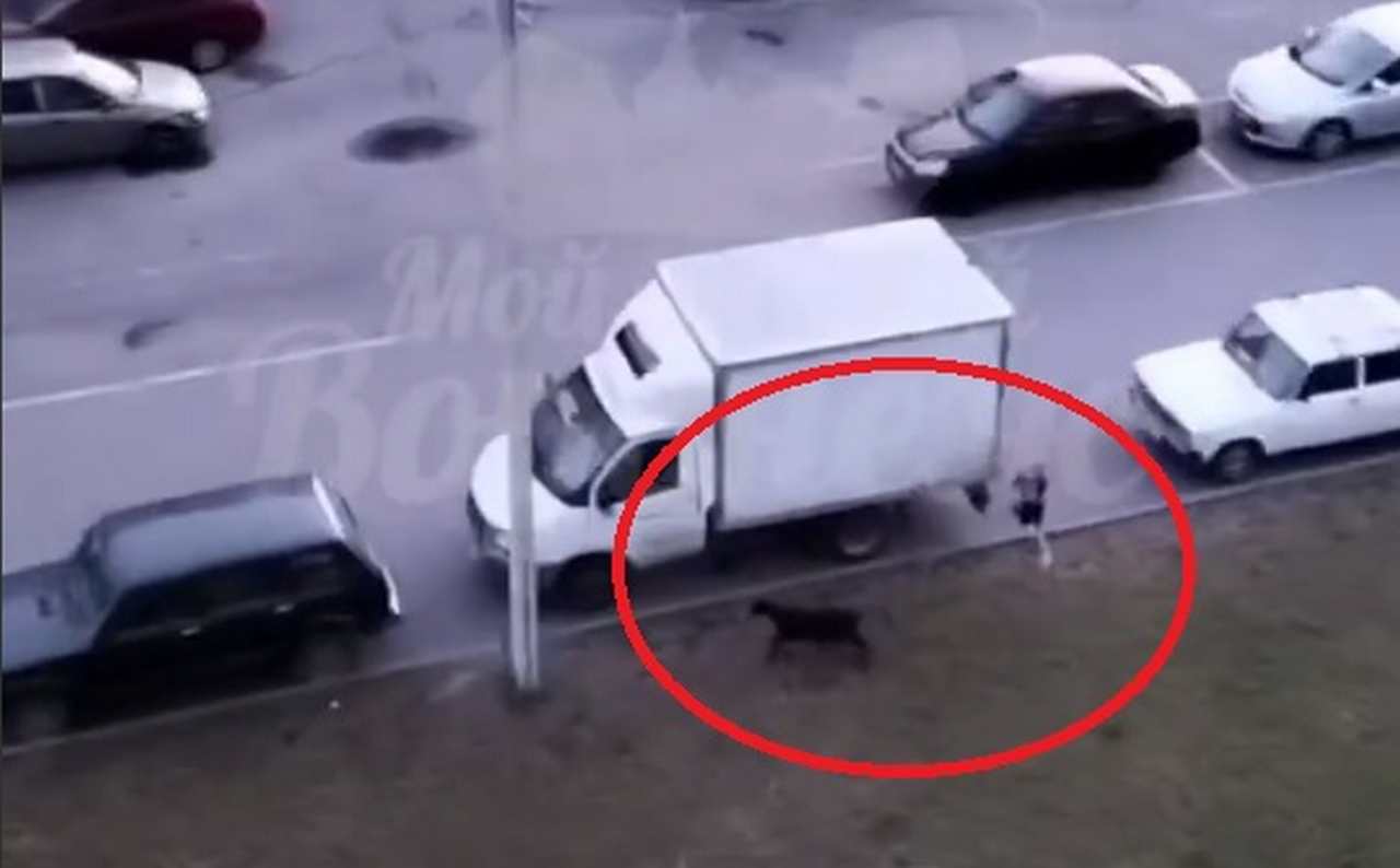 Погоню за козой на воронежской парковке сняли на видео