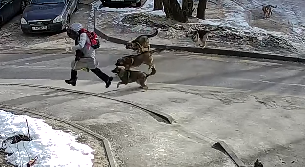 В Воронеже следователи проверят нападение стаи бродячих собак на школьницу