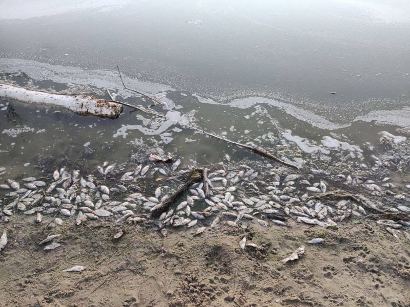 В пруду воронежского микрорайона массово погибла рыба