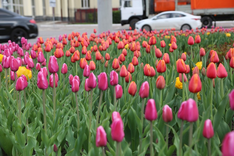 В Воронеже в этом году обустроят около двух сотен цветников