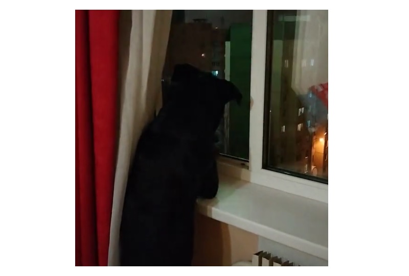 Ролик с обожающим салюты воронежским псом набрал почти 10 млн просмотров в TikTok