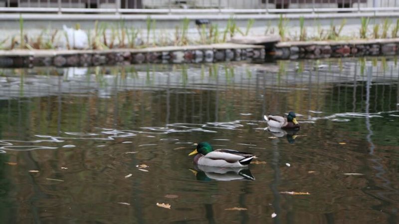 Экологи оздоровили озеро в воронежском Центральном парке