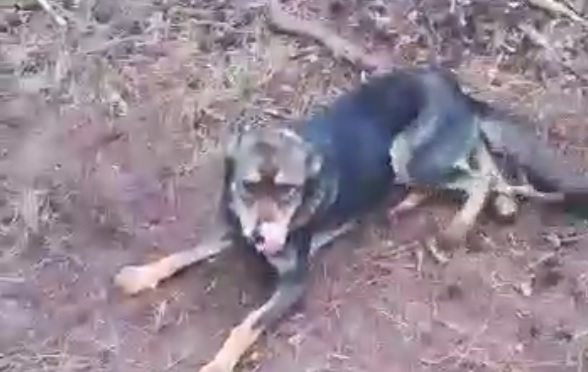 Под Воронежем на турбазе воронежские зоозащитники нашли брошенную собаку