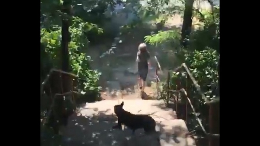 В Воронеже зоозащитница, мешая отлову, разогнала собак, покусавших утром женщину