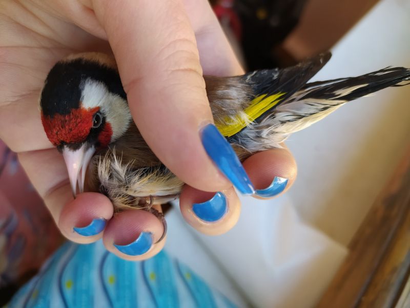 В Воронеже на Благовещенье экологи спасают птиц  