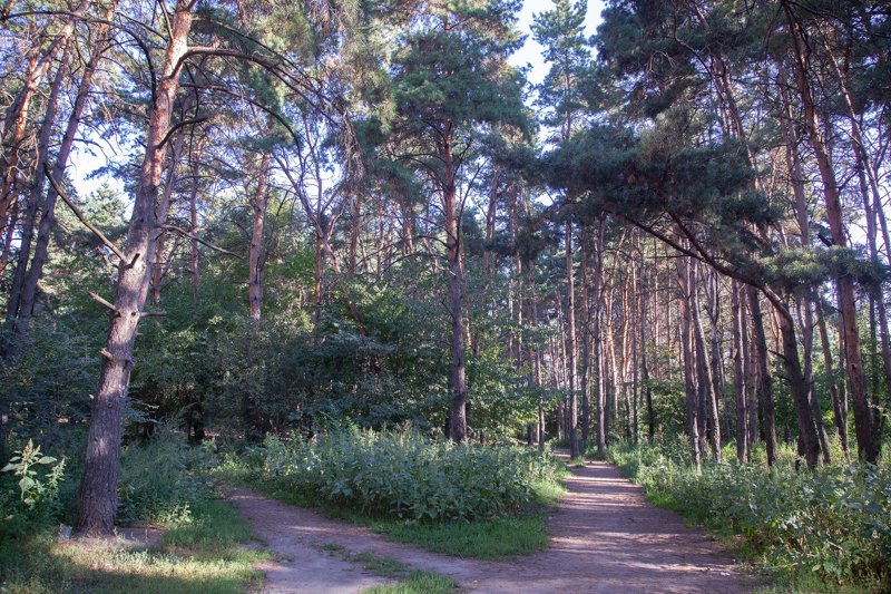 Воронежская мэрия рассказала, почему лес на улице Курчатова в Шилово не будет застроен