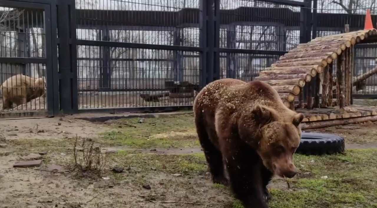 Медведи проснулись в Воронежском зоопарке