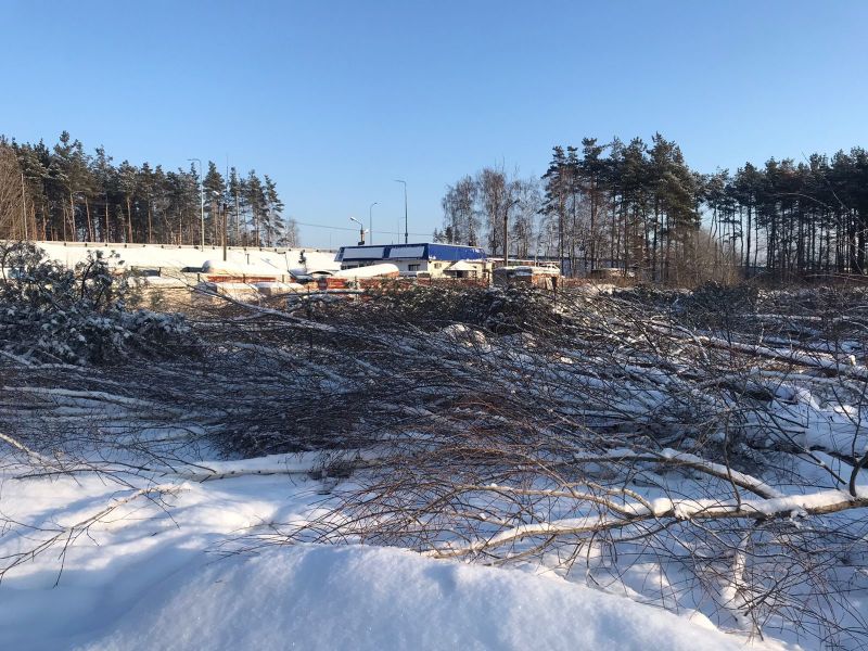 В Воронеже полиция начала проверку незаконной вырубки деревьев в Боровом