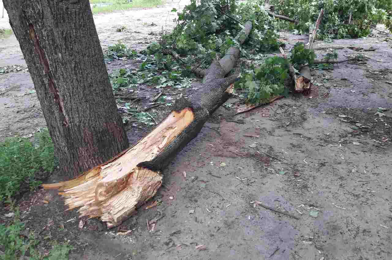 В Воронеже дерево рухнуло на женщину