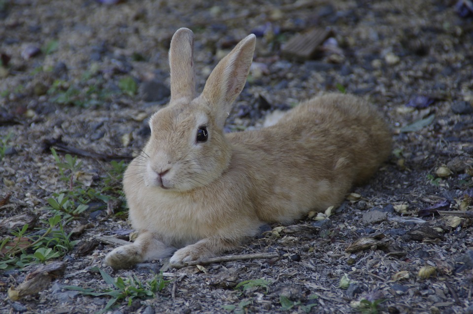 Убившего зайца на дороге в воронежском микрорайоне Сомово охотника разыскивают экологи