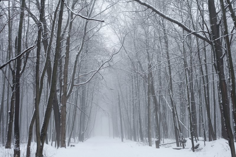 Туман стал причиной желтого уровня погодной опасности в Воронежской области