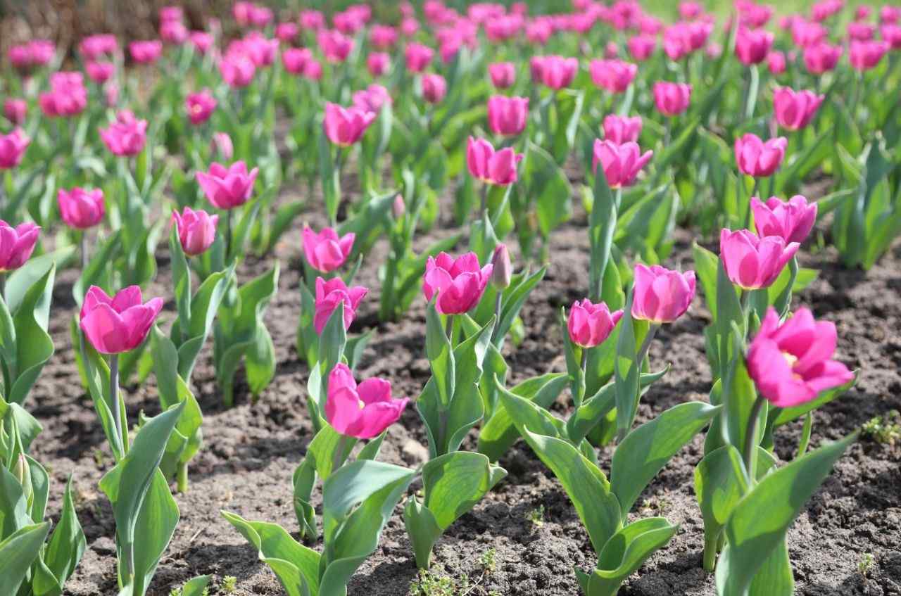 Из-за внезапного потепления тюльпаны расцвели в Воронеже раньше запланированного