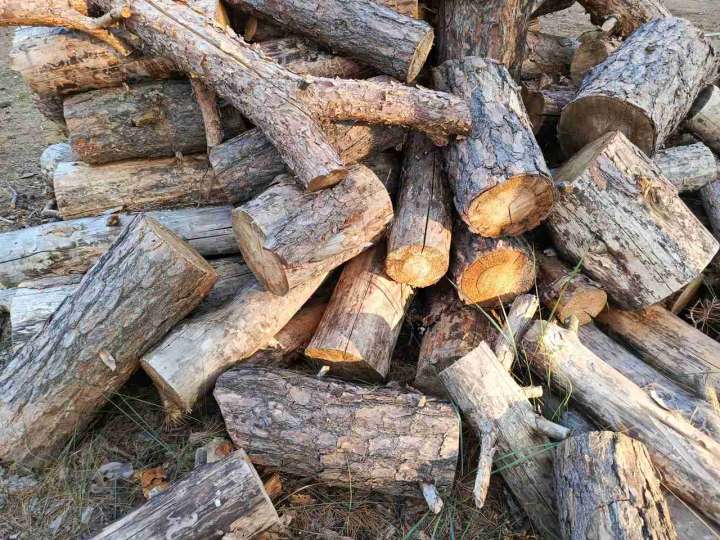 В Воронежской области рабочий получил тяжёлые травмы при падении дерева