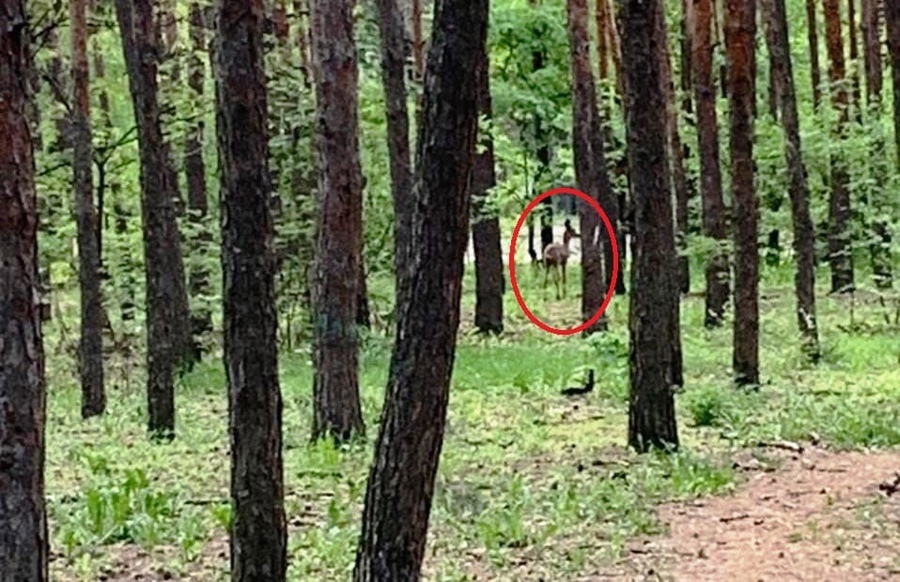 В воронежском парке «Танаис» заметили двух оленей