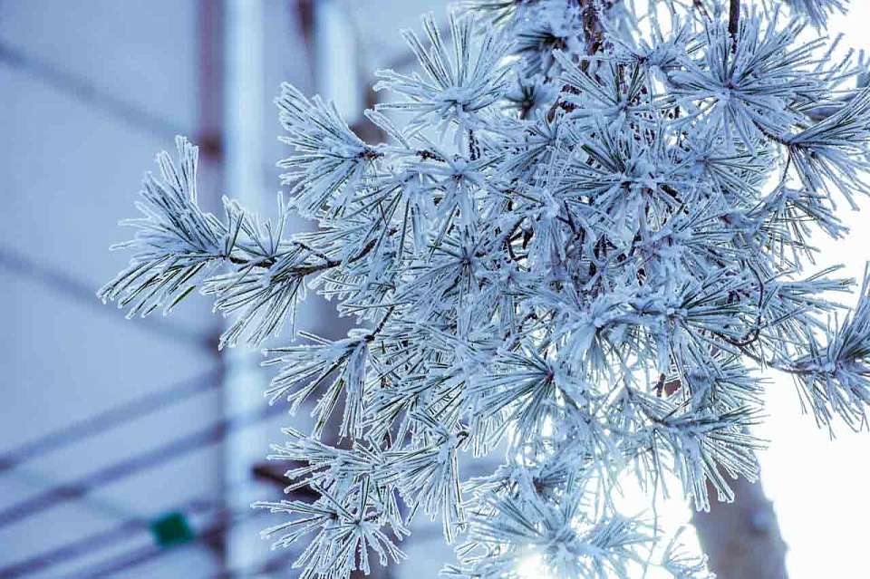 Воронежцев предупредили о заморозках в начале рабочей недели