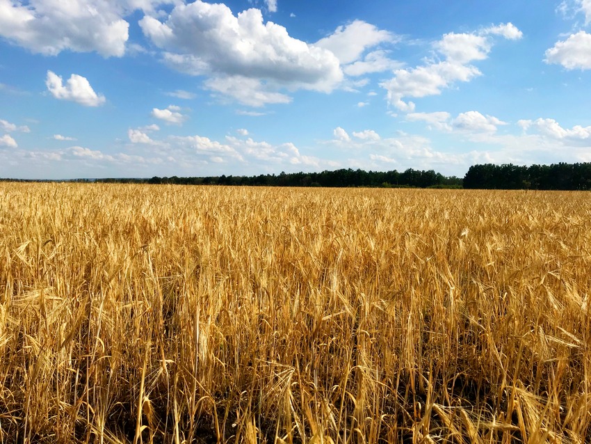Воронежская область поставила рекорд по сбору пшеницы и ячменя