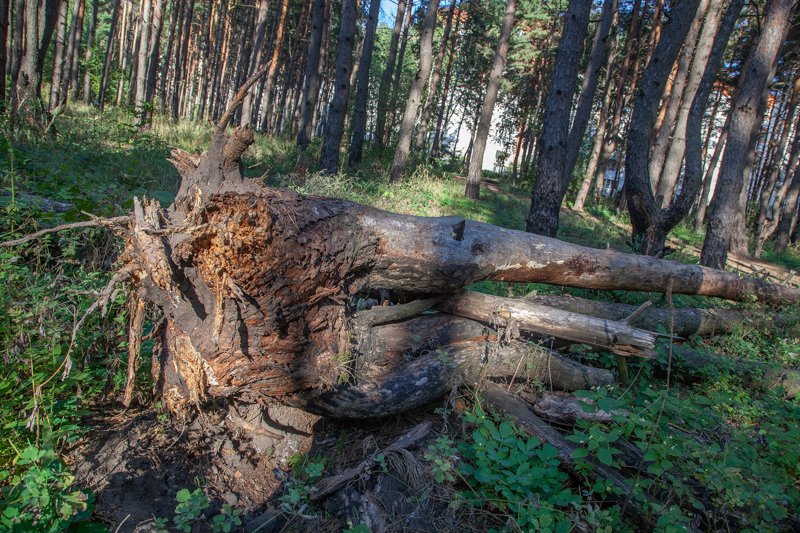 В Северном районе Воронежа упавшие от ветра деревья повредили пять машин