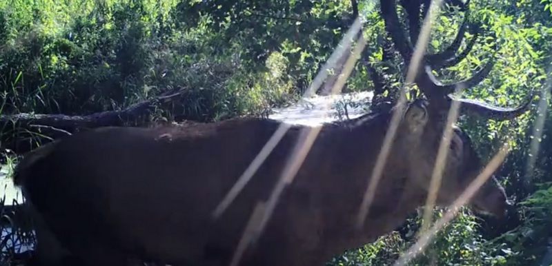 На видео сняли вышедших на водопой благородных оленей в Воронежском заповеднике