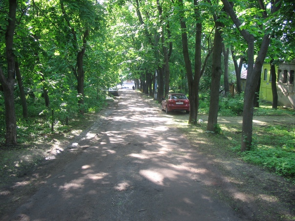 Воронежские экологи обследуют деревья после укладки асфальта на улице Помяловского