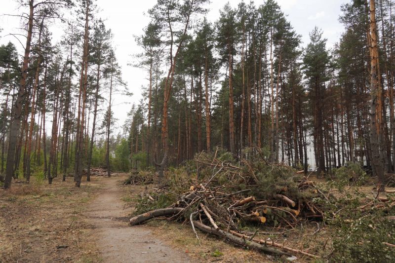 Сев лес. Северный лес Воронеж. Природный парк Северный лес Воронеж. Лес Декастр Воронеж. Воронеж дорога через Северный лес.